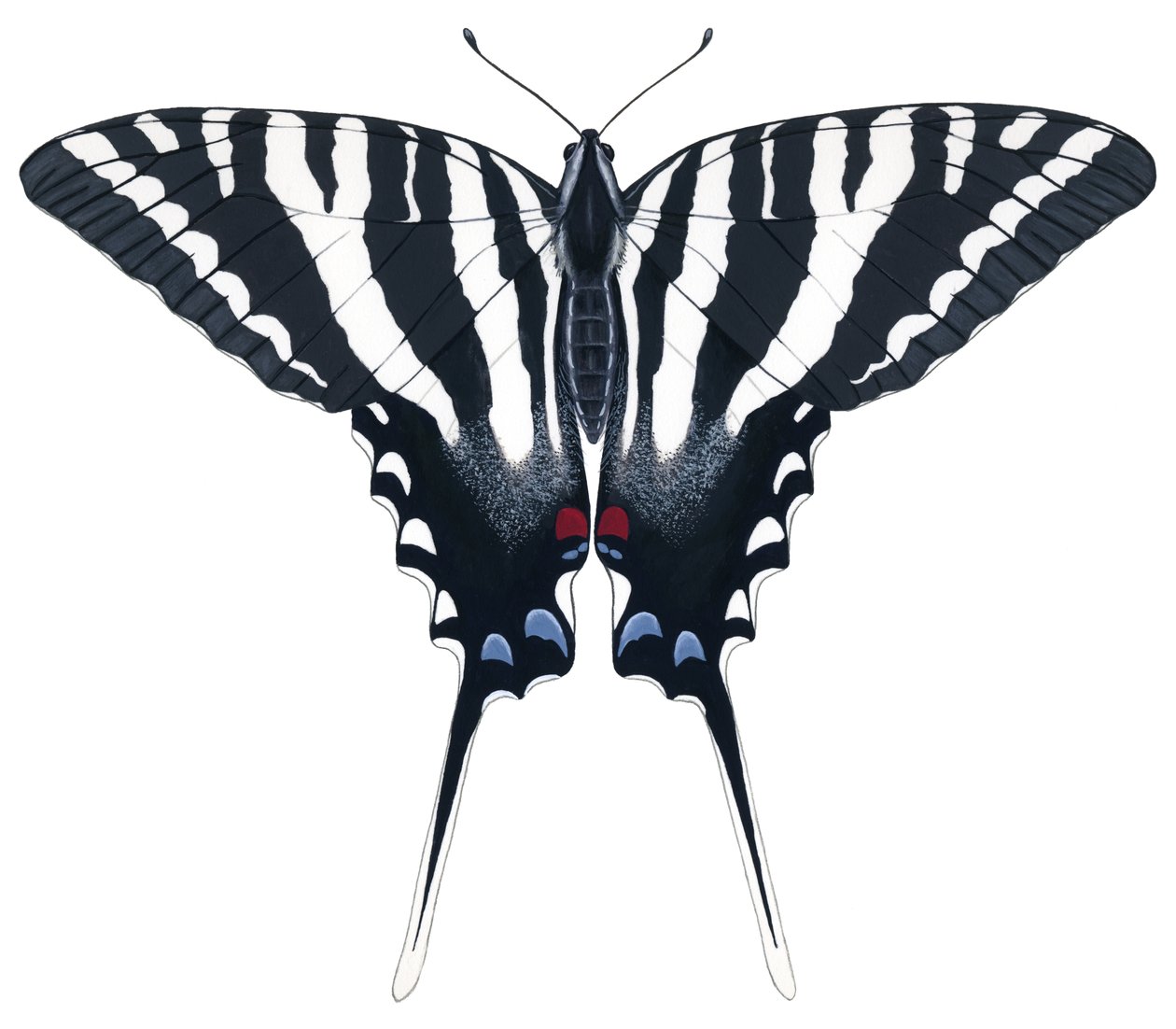 Zebra-Schwalbenschwanz-Schmetterling von Damstra Emily