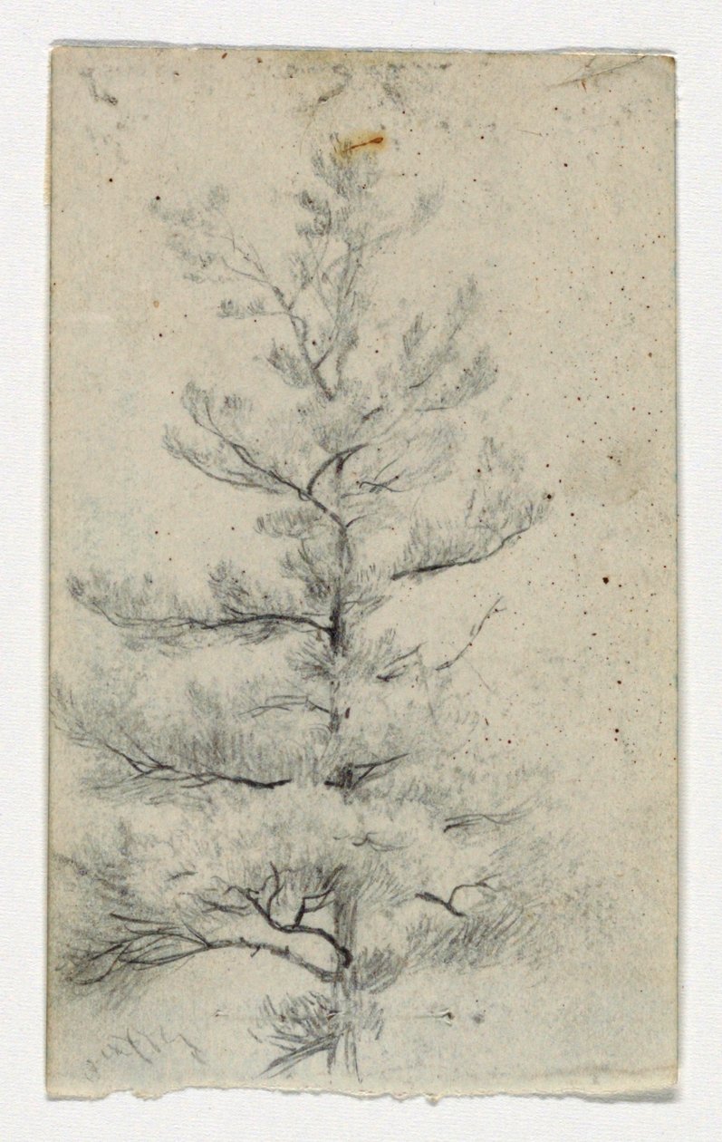 Skizze eines Baumes von Daniel Huntington