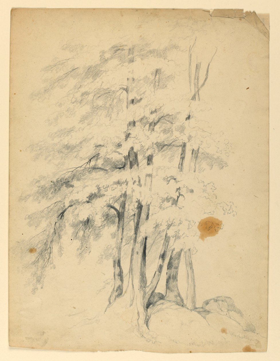 Studie von schwarzen Birken von Daniel Huntington