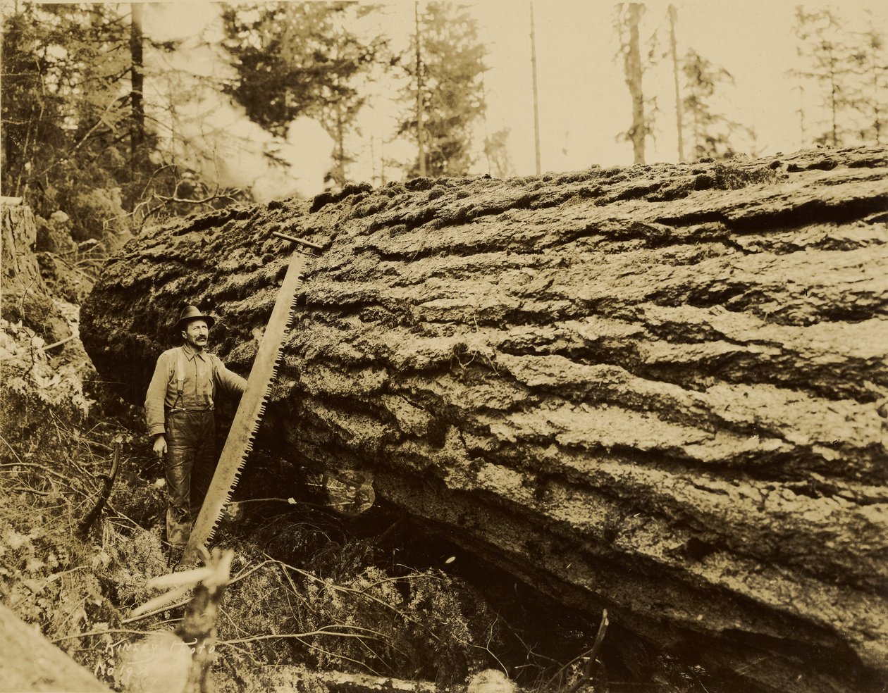 Holzfäller, Quersäge und gefällter Baum von Darius Kinsey