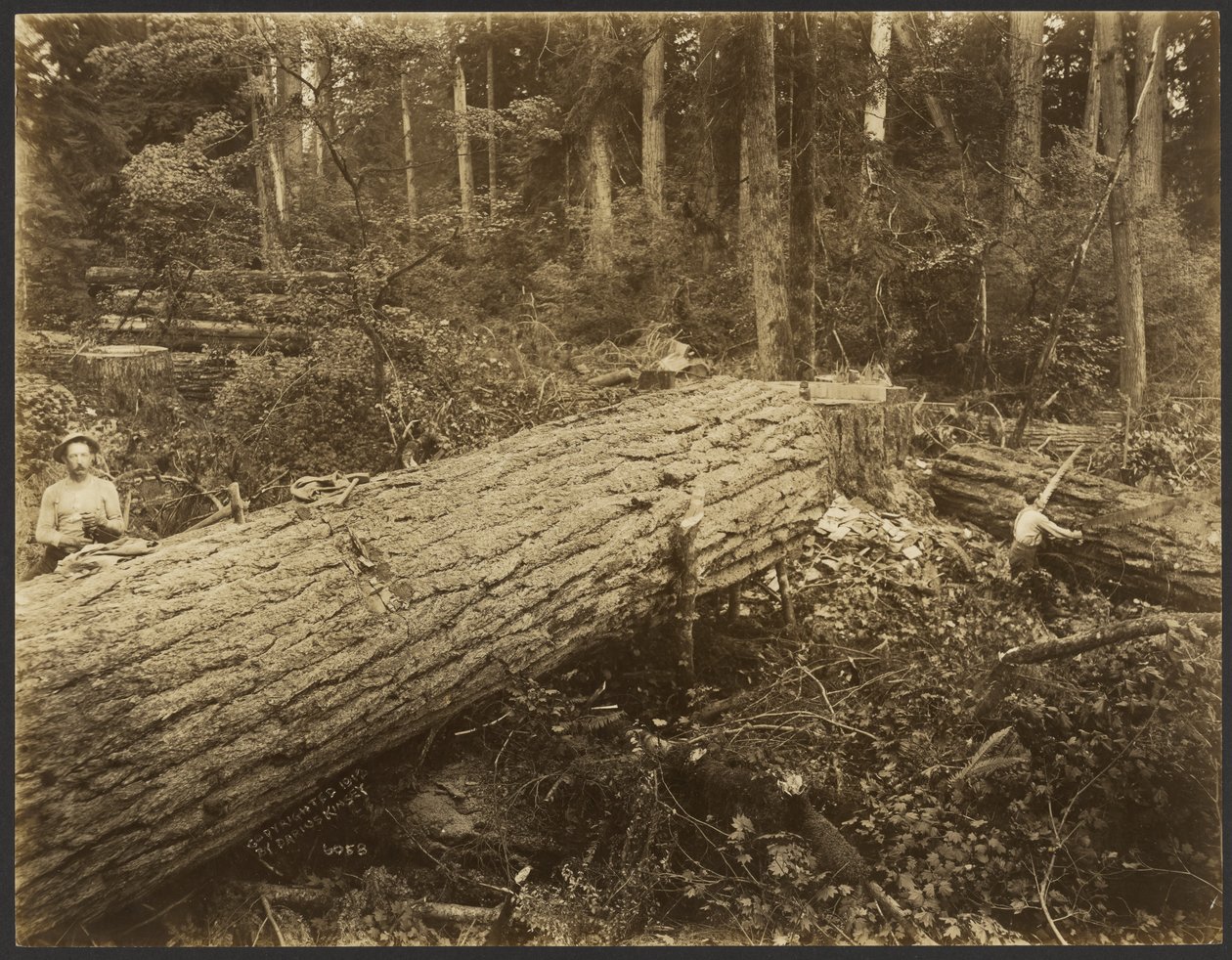Holzfällerszene von Darius Kinsey