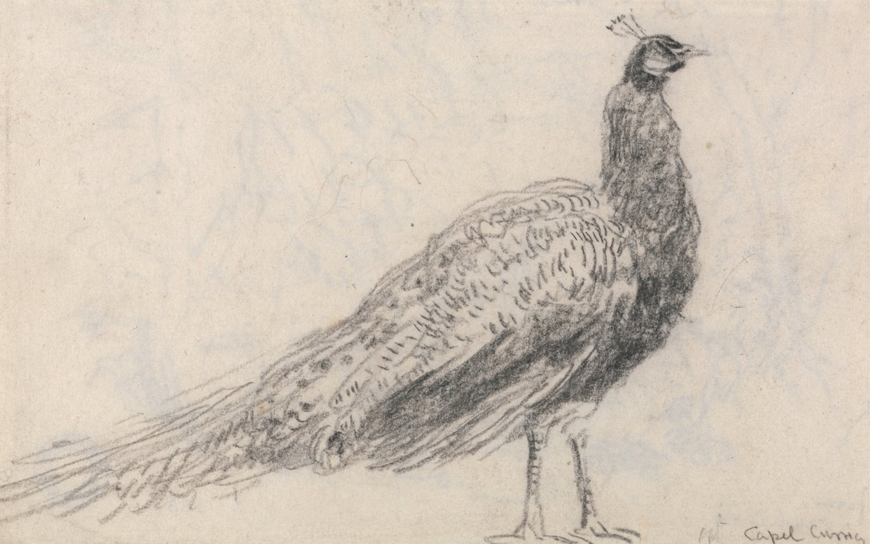 Pfau bei Capel Curig von David Cox