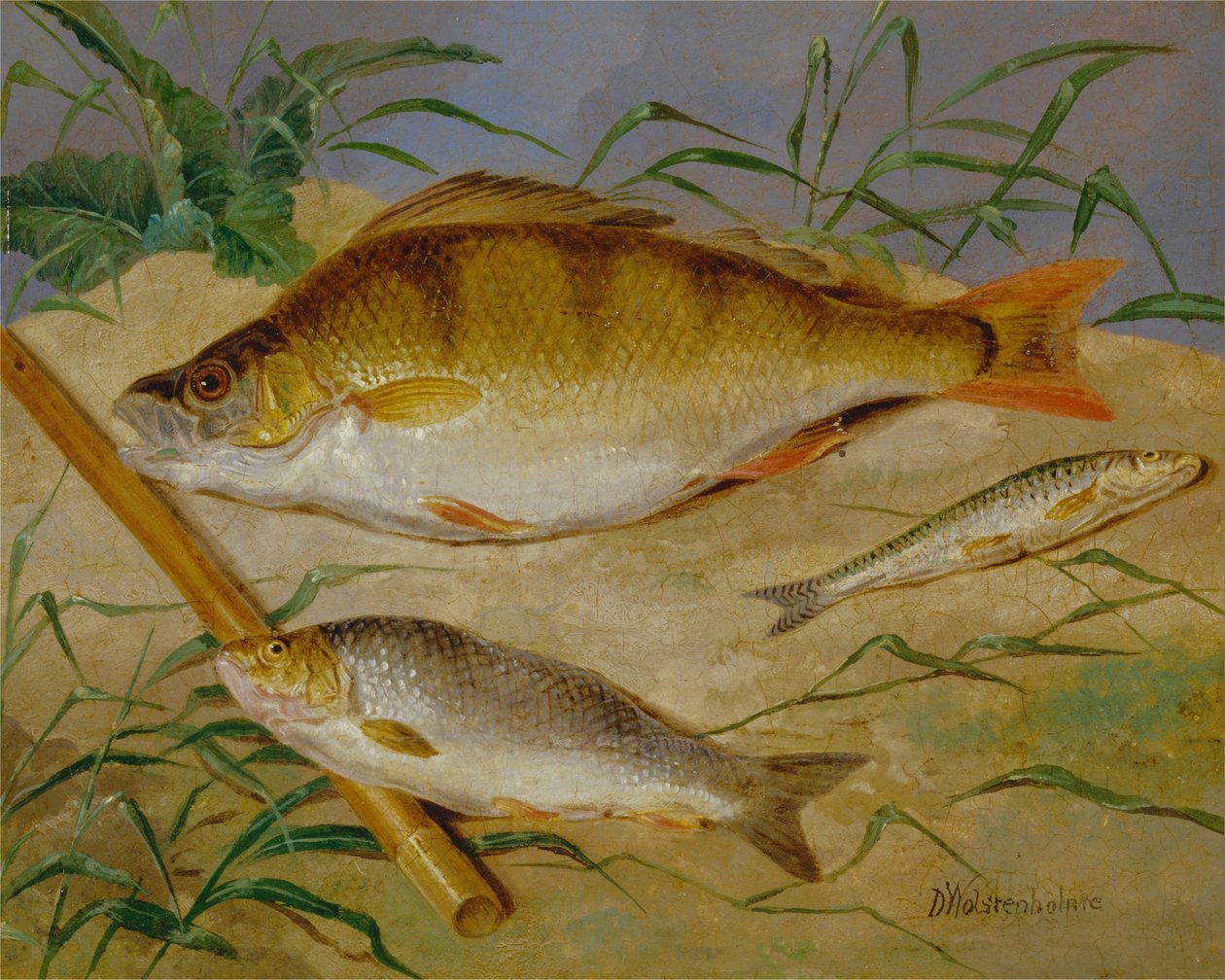 Ein Anglerfang von Weißfischen von Dean Wolstenholme