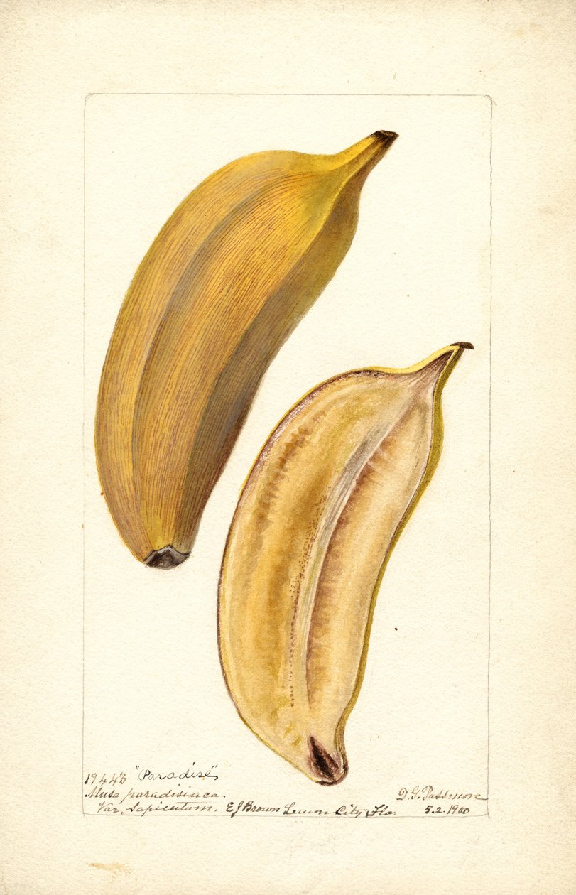 Bananen (Musa: Paradies) von Deborah Griscom Passmore
