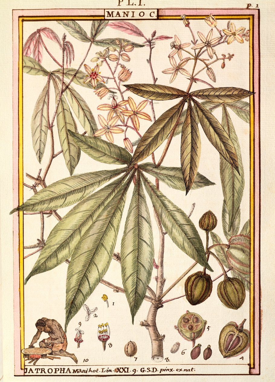 Maniok (Jatropha manihot), von Delahaye, Aquarell von Delahaye Delahaye