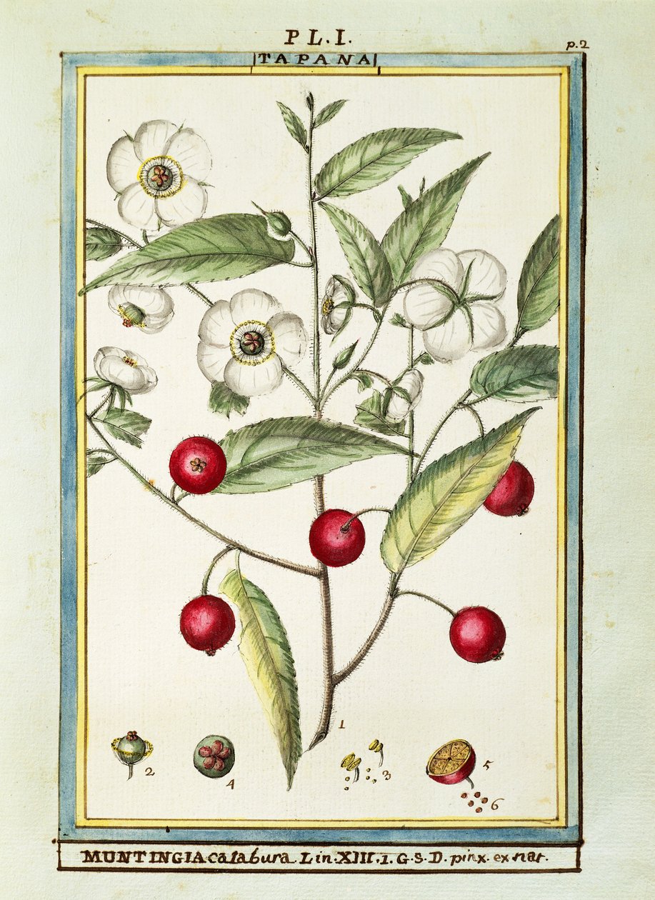 Jamaika-Kirsche (Muntingia calabura), Aquarell von Delahaye von Delahaye Delahaye