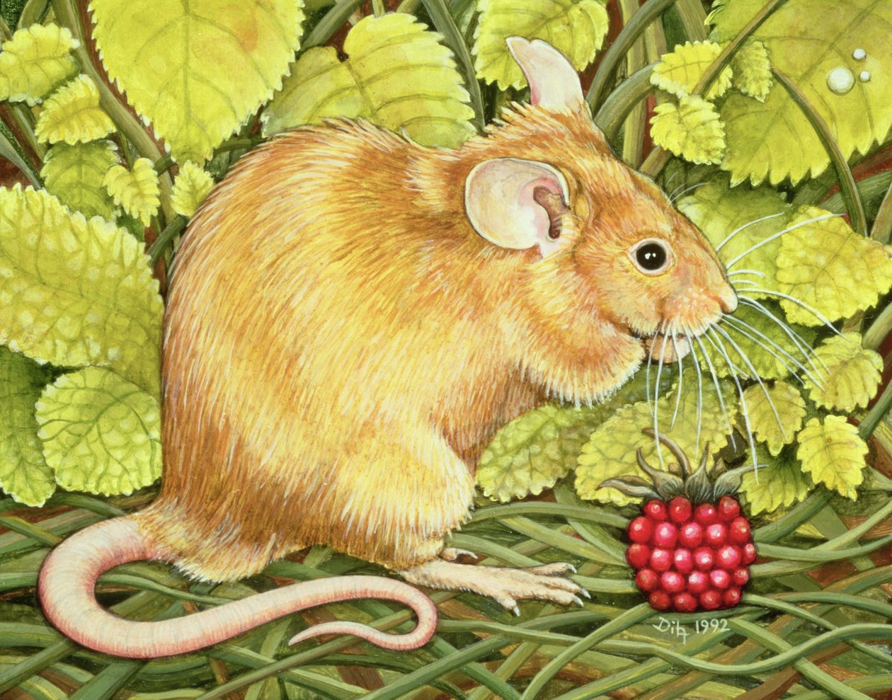 Die Himbeermaus von Ditz