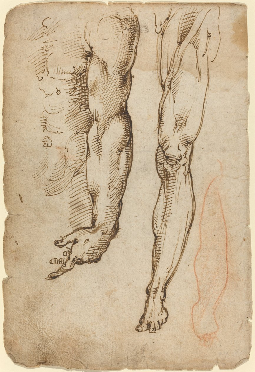 Anatomische Studien von Domenico Beccafumi