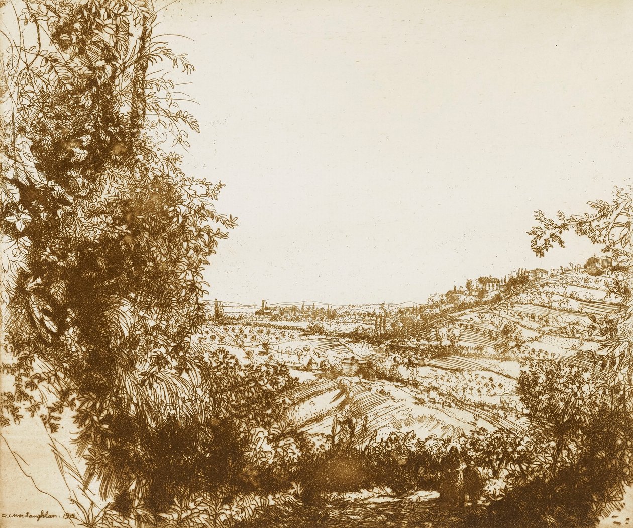 Olivenhaine von Donald Shaw MacLaughlan