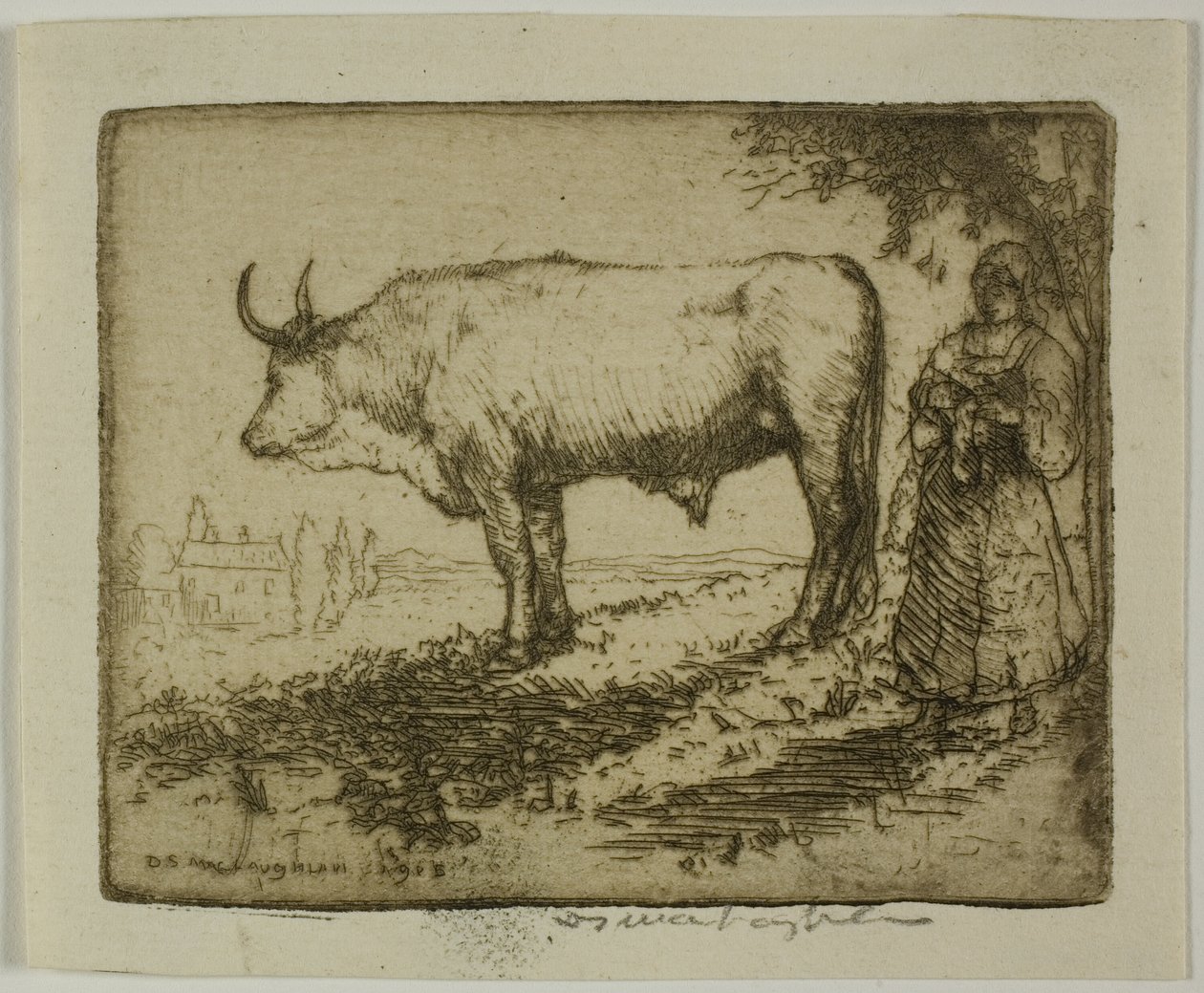 Der weiße Ochse von Donald Shaw MacLaughlan