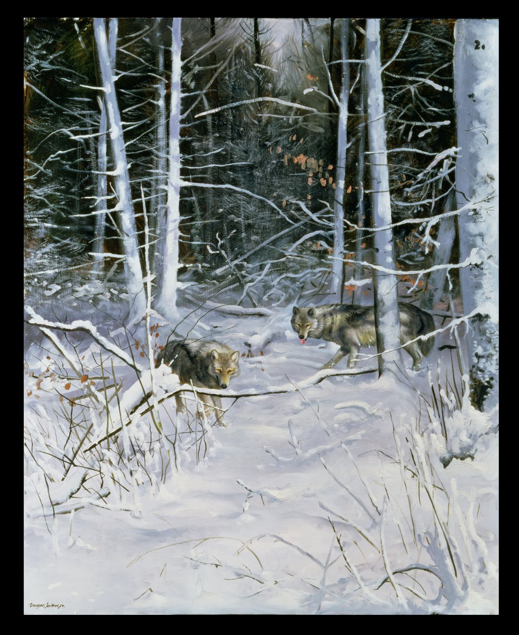 Wölfe in einem verschneiten Wald von Douglas Anderson