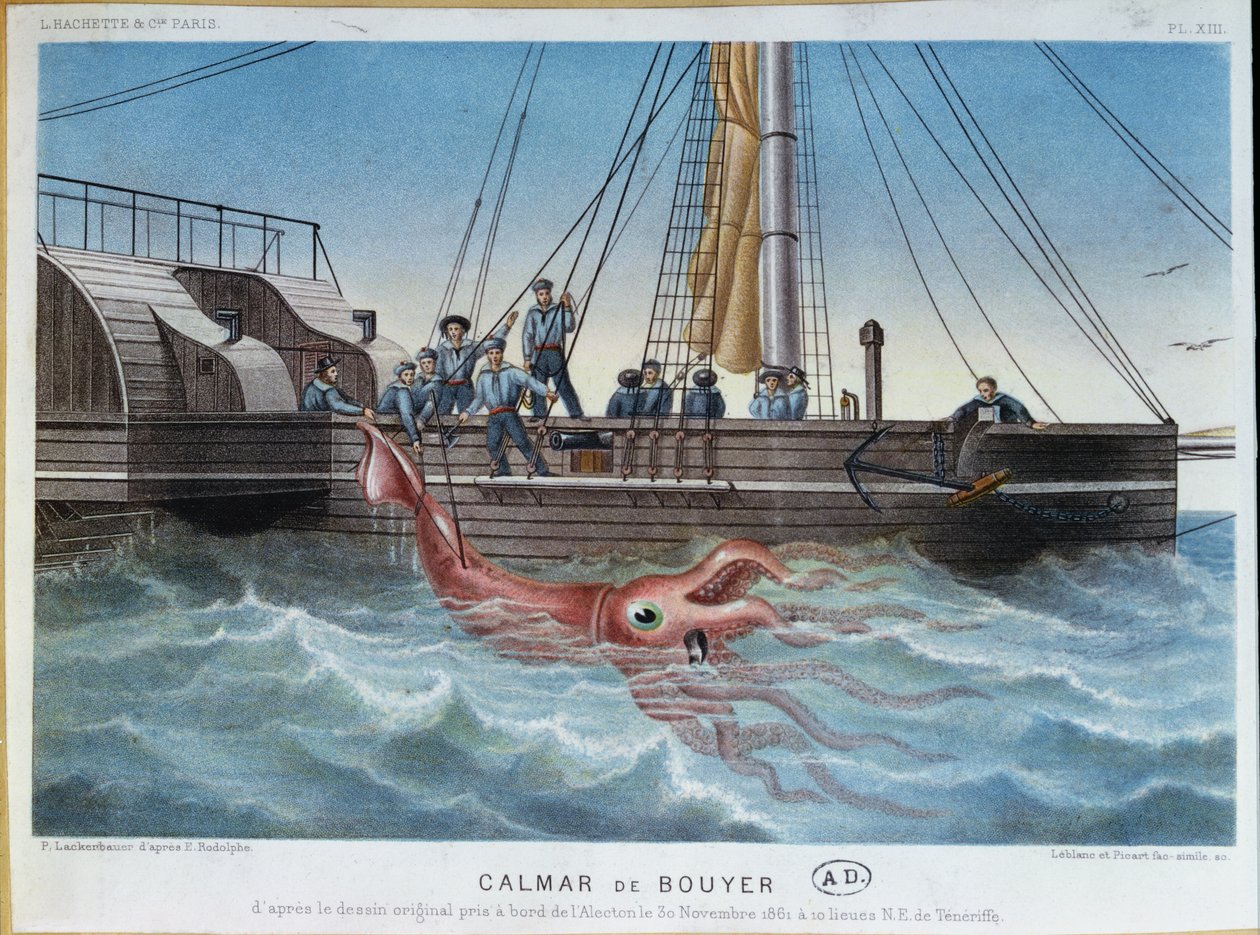 Der Riesenkalmar, gefangen von der Alecton vor der Küste von Teneriffa, 30. November 1861, graviert von Leblanc & Picart von E. Rodolphe