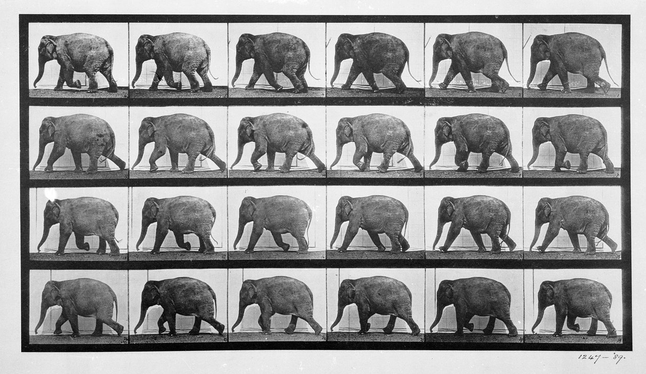 Elefant im Gehen, Tafel 733 aus 