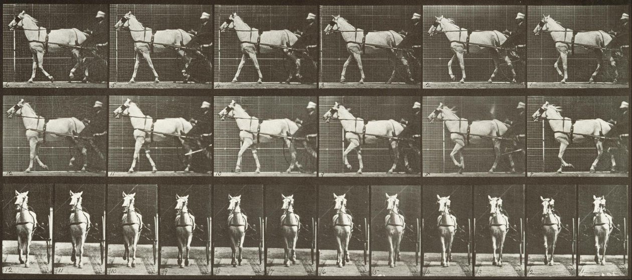 Gehend, Sulky, hellgraue Stute, Katydid von Eadweard Muybridge