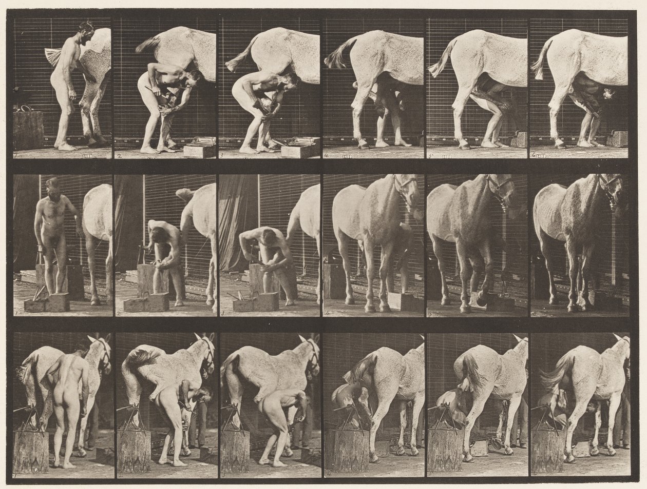 Tafel 509. Ein Pferd beschlagen von Eadweard Muybridge