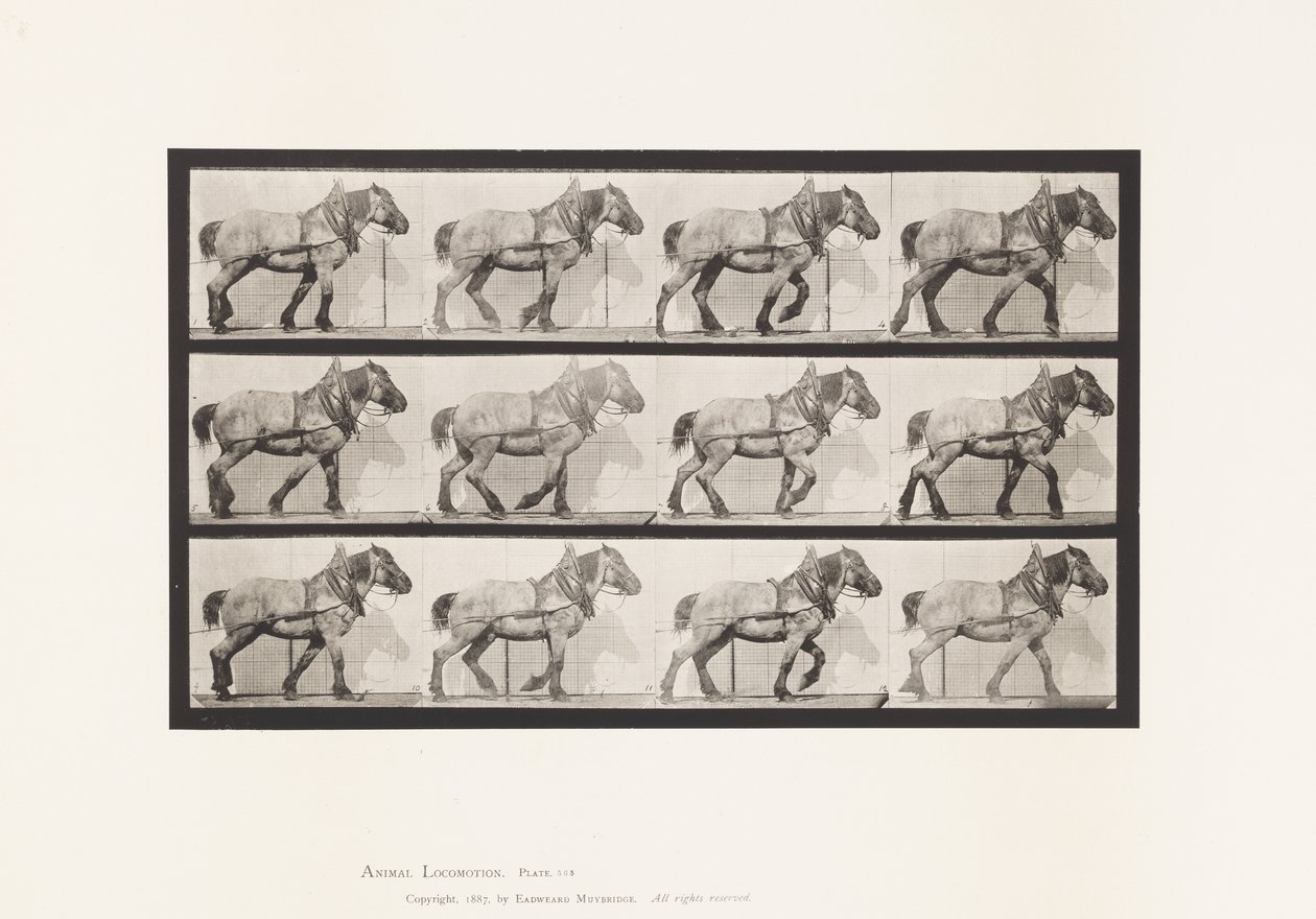 Tafel 565. Ziehen; Dunkelgraues Belgisches Pferd Dusel von Eadweard Muybridge