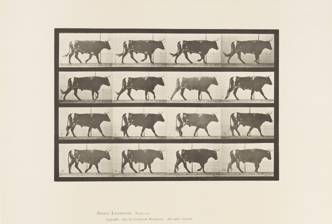 Tafel 669. Ochse; Gehende von Eadweard Muybridge