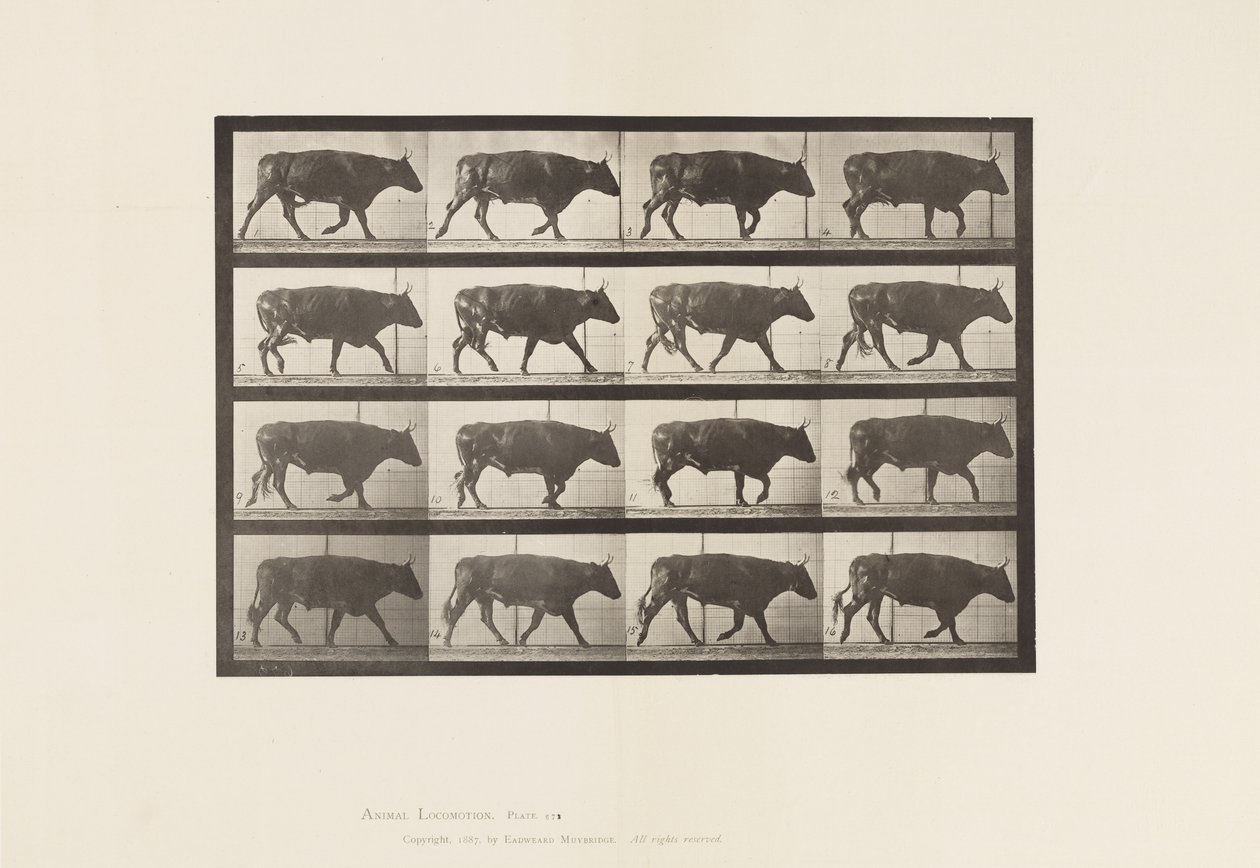 Tafel 672. Ochse; Trabend von Eadweard Muybridge