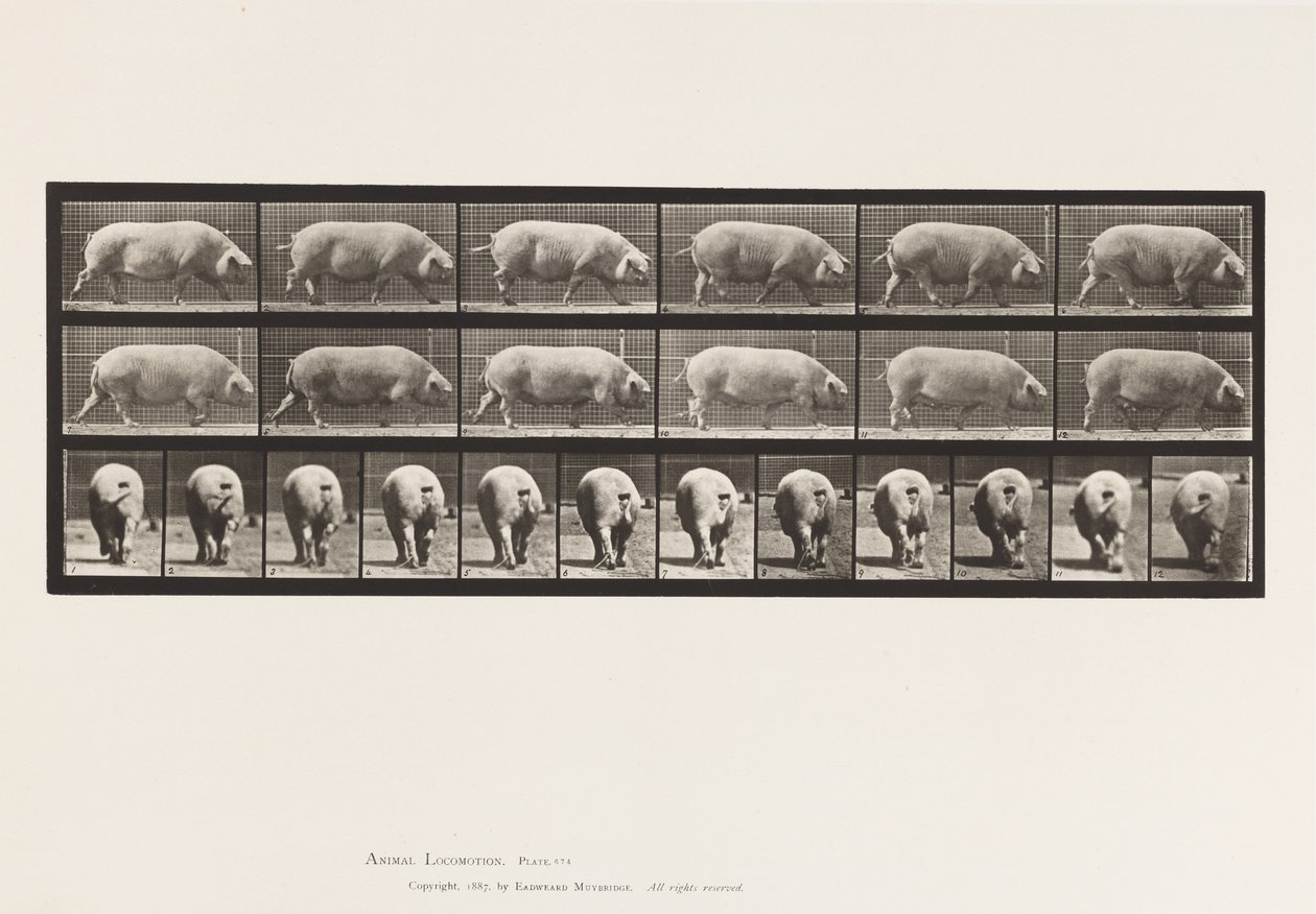 Platte 674. Sau; Gehen von Eadweard Muybridge