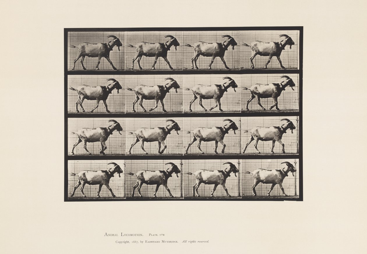 Platte 676. Ziege; Gehen von Eadweard Muybridge