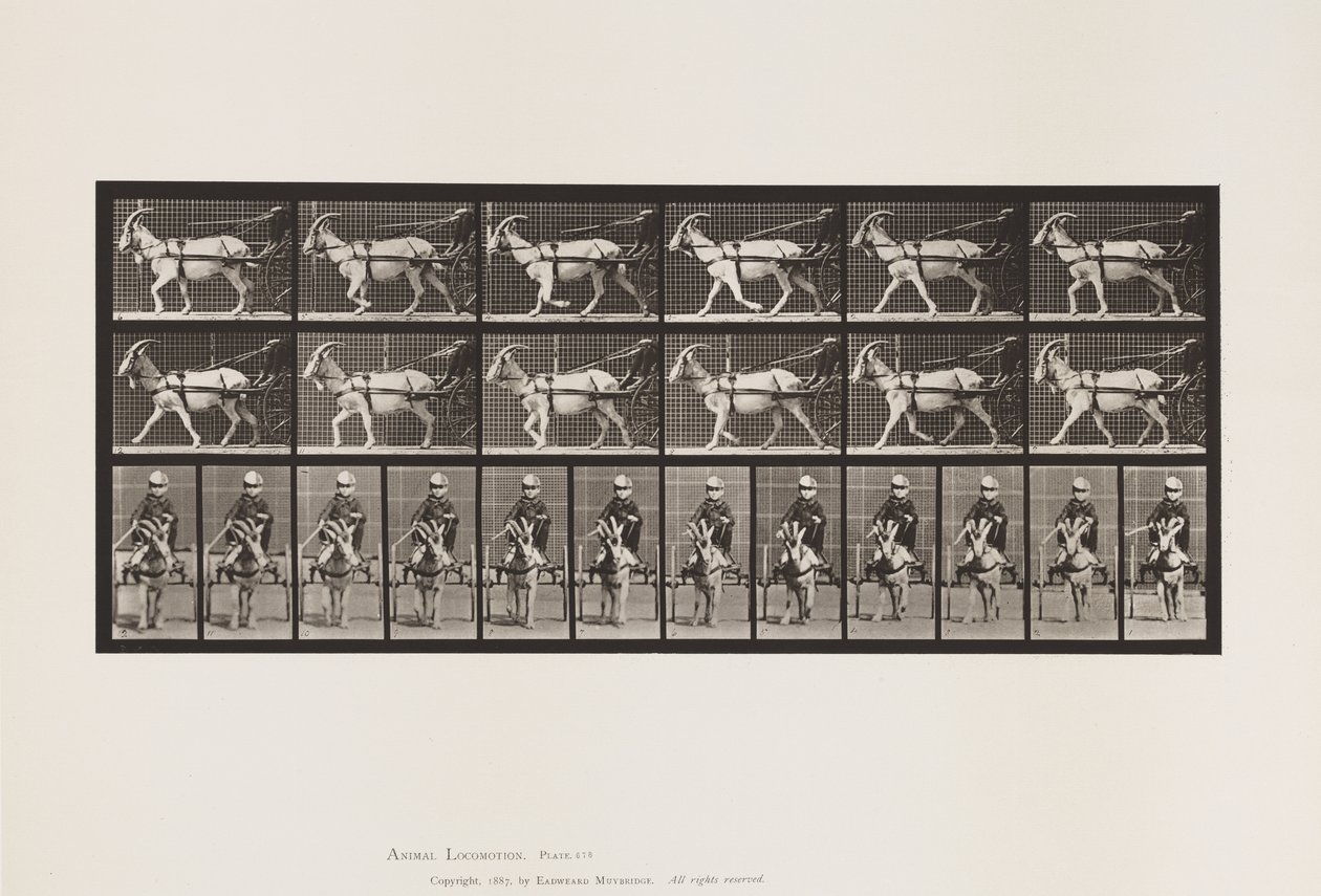 Tafel 678. Ziege; Trabend, im Sulky von Eadweard Muybridge