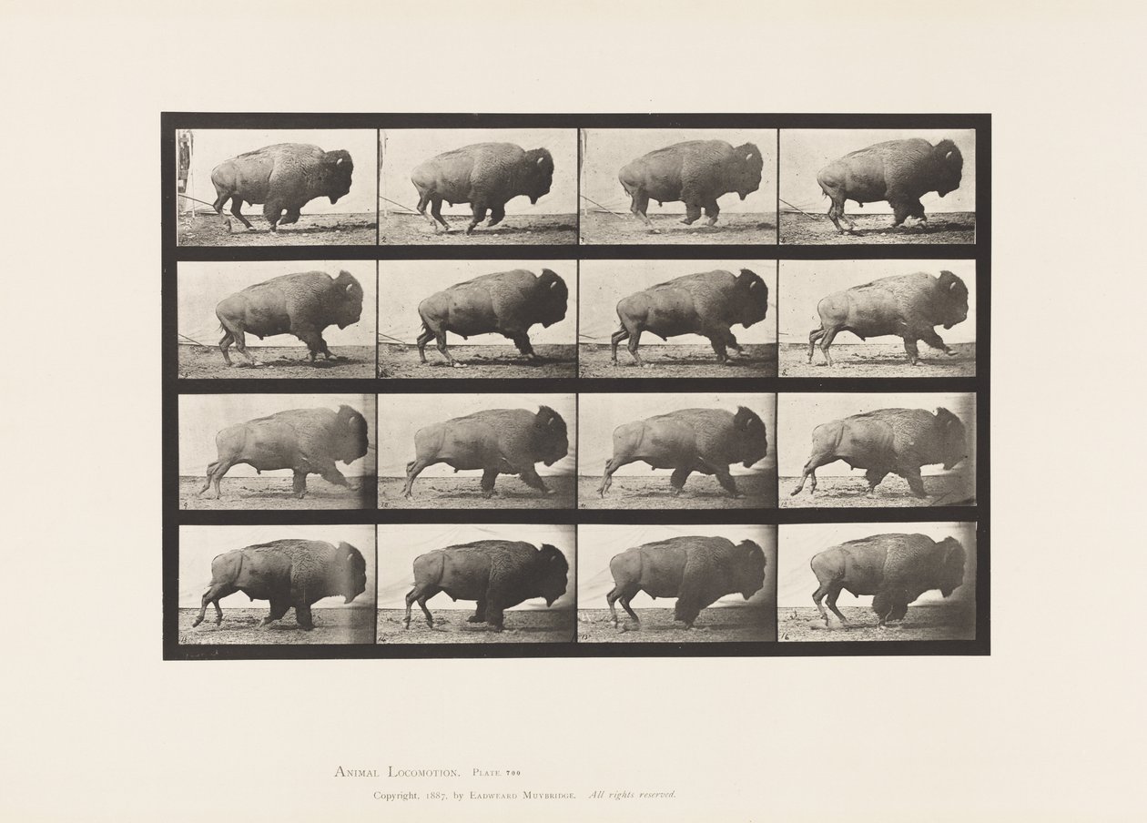 Platte 700. Büffel; Galoppieren von Eadweard Muybridge