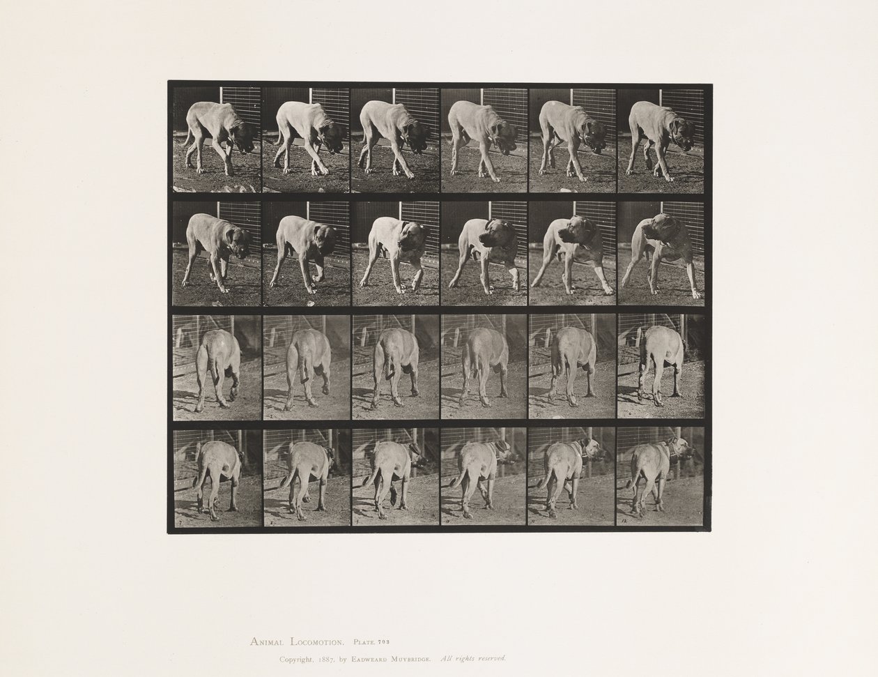 Tafel 703. Hund; Laufend; Unterbrochener Mastiff-Schrecken von Eadweard Muybridge