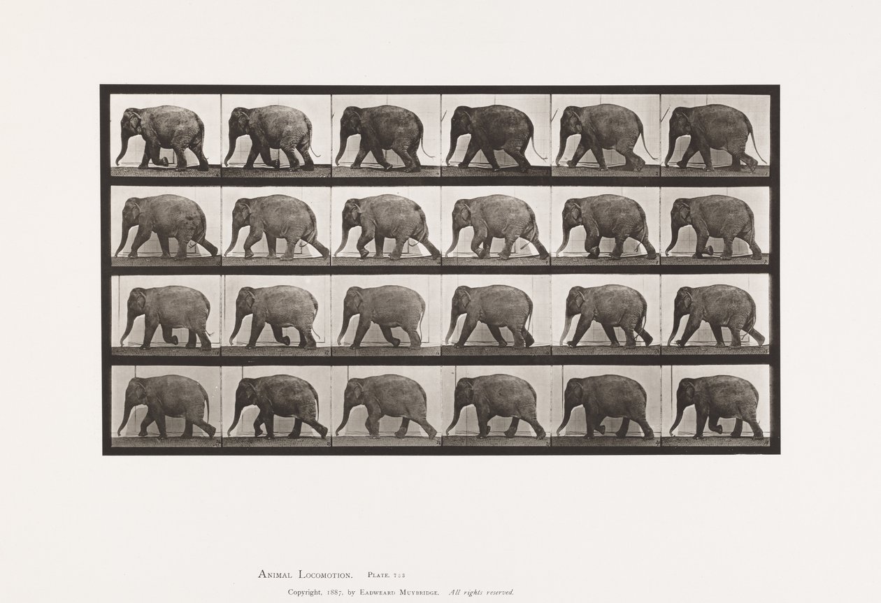 Platte 733. Elefant; Gehen von Eadweard Muybridge