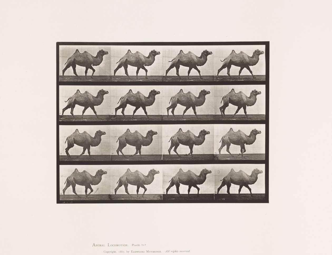 Tafel 737. Baktrischer Kamel; Gehend von Eadweard Muybridge