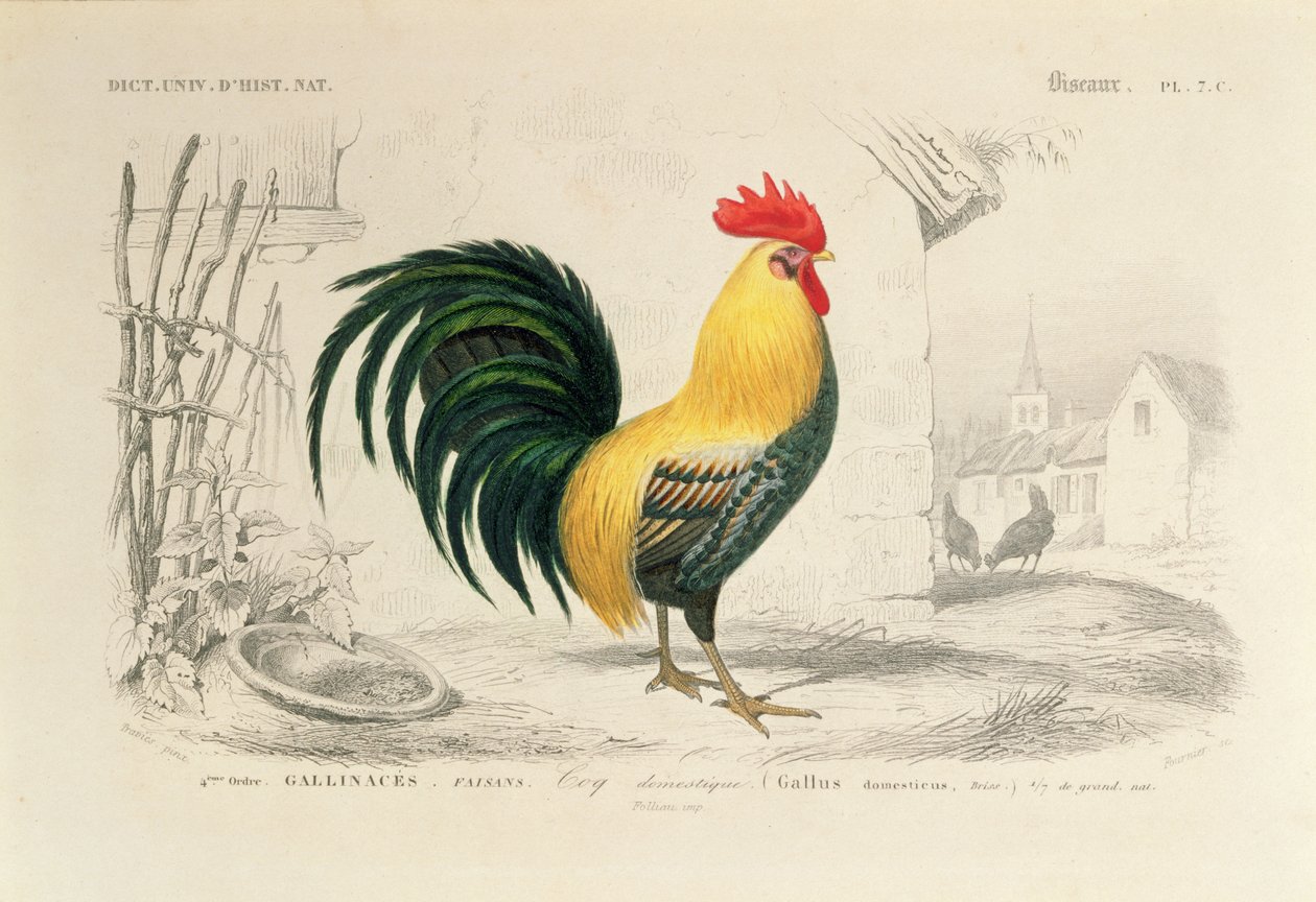 Haushahn, Illustration aus 