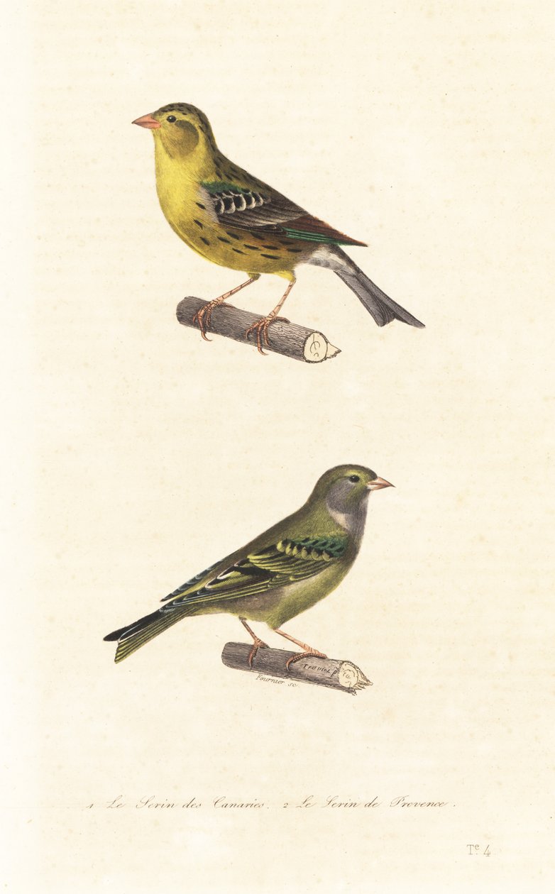 Atlantik-Kanarienvogel und Europäischer Girlitz von Edouard (after) Travies