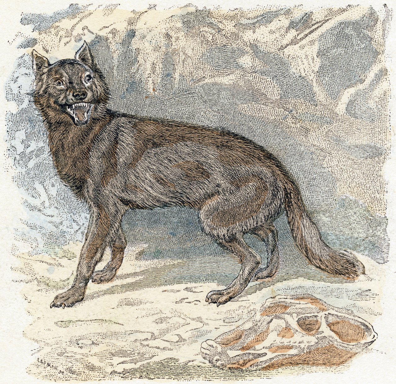 Wolf - „Alphabet illustriert Tiere“ 19. Jahrhundert von Edouard Travies