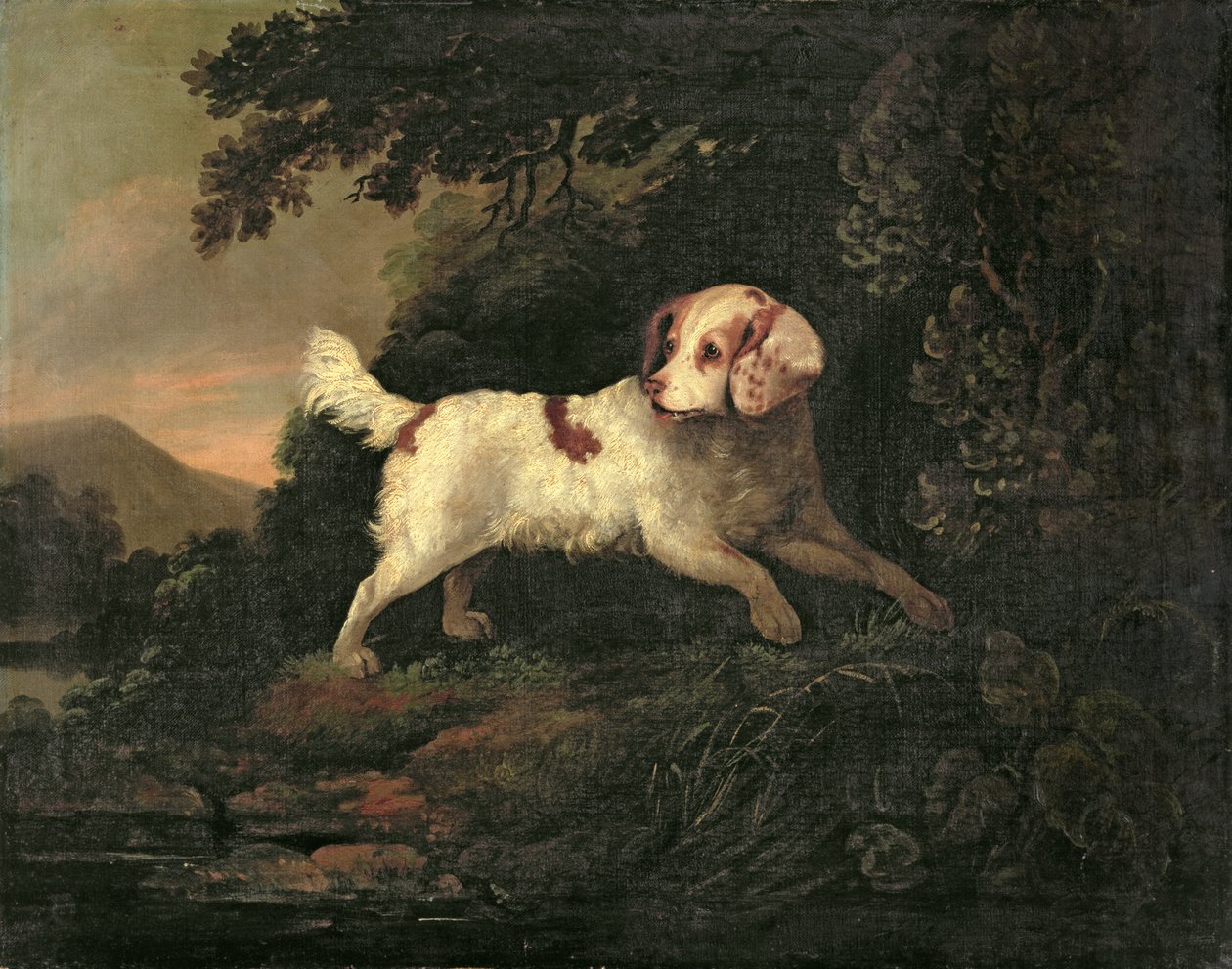 Studie eines Clumber Spaniels in einer bewaldeten Flusslandschaft von Edward Cooper