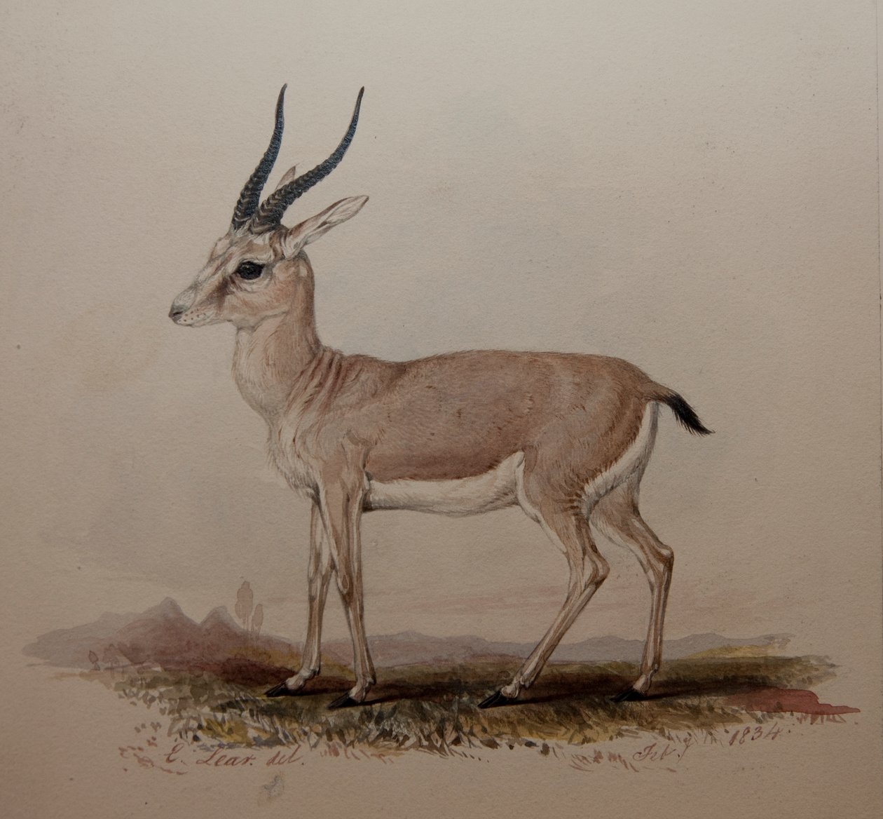 Antilope, 1834 von Edward Lear
