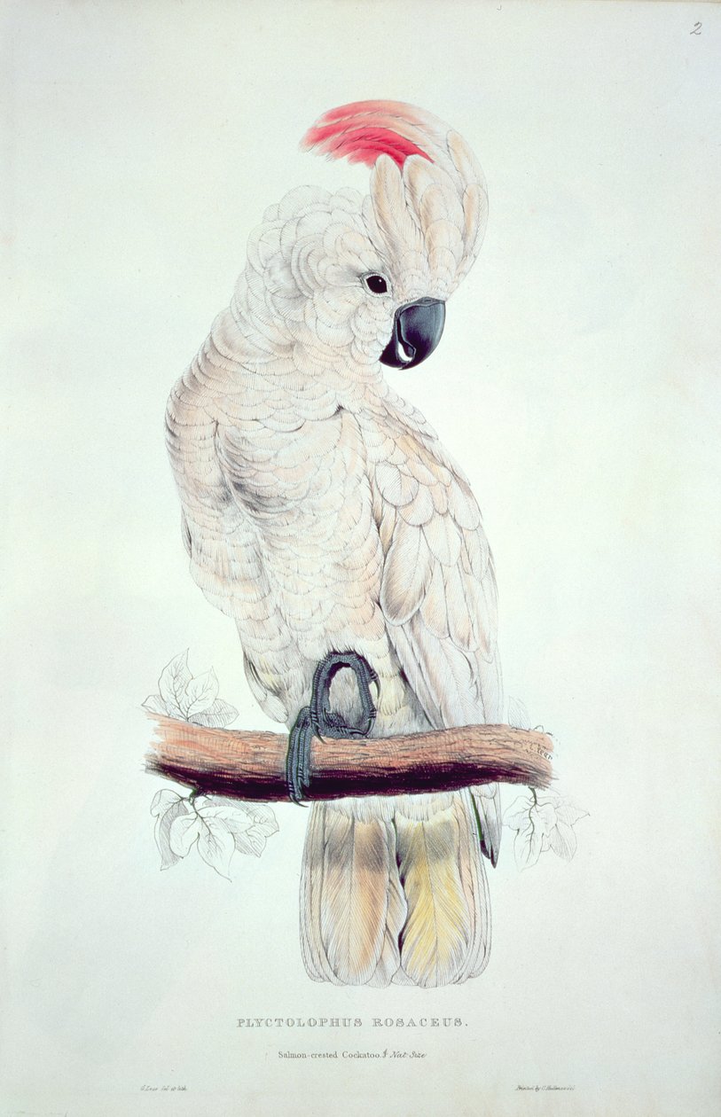 Salmonenkakadu von Edward Lear