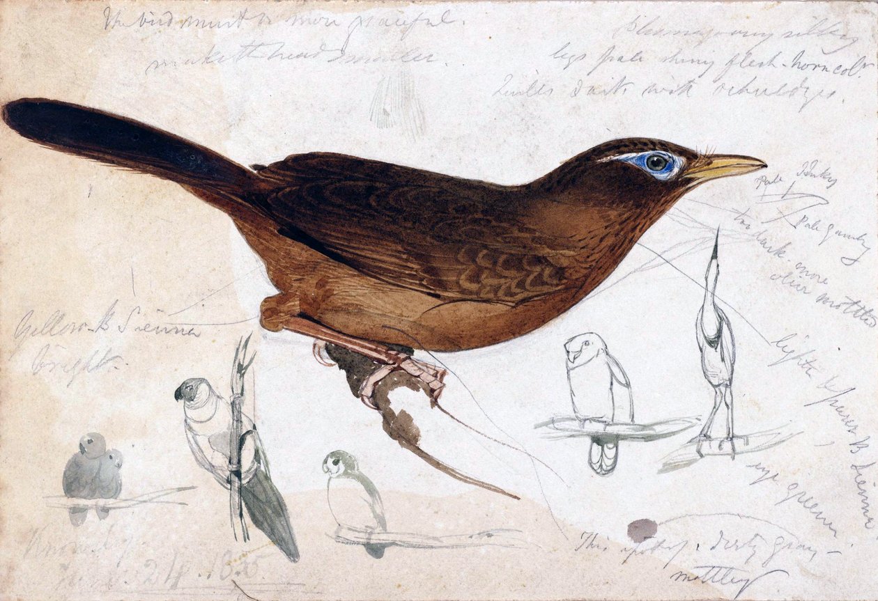 Brauner Vogel von Edward Lear