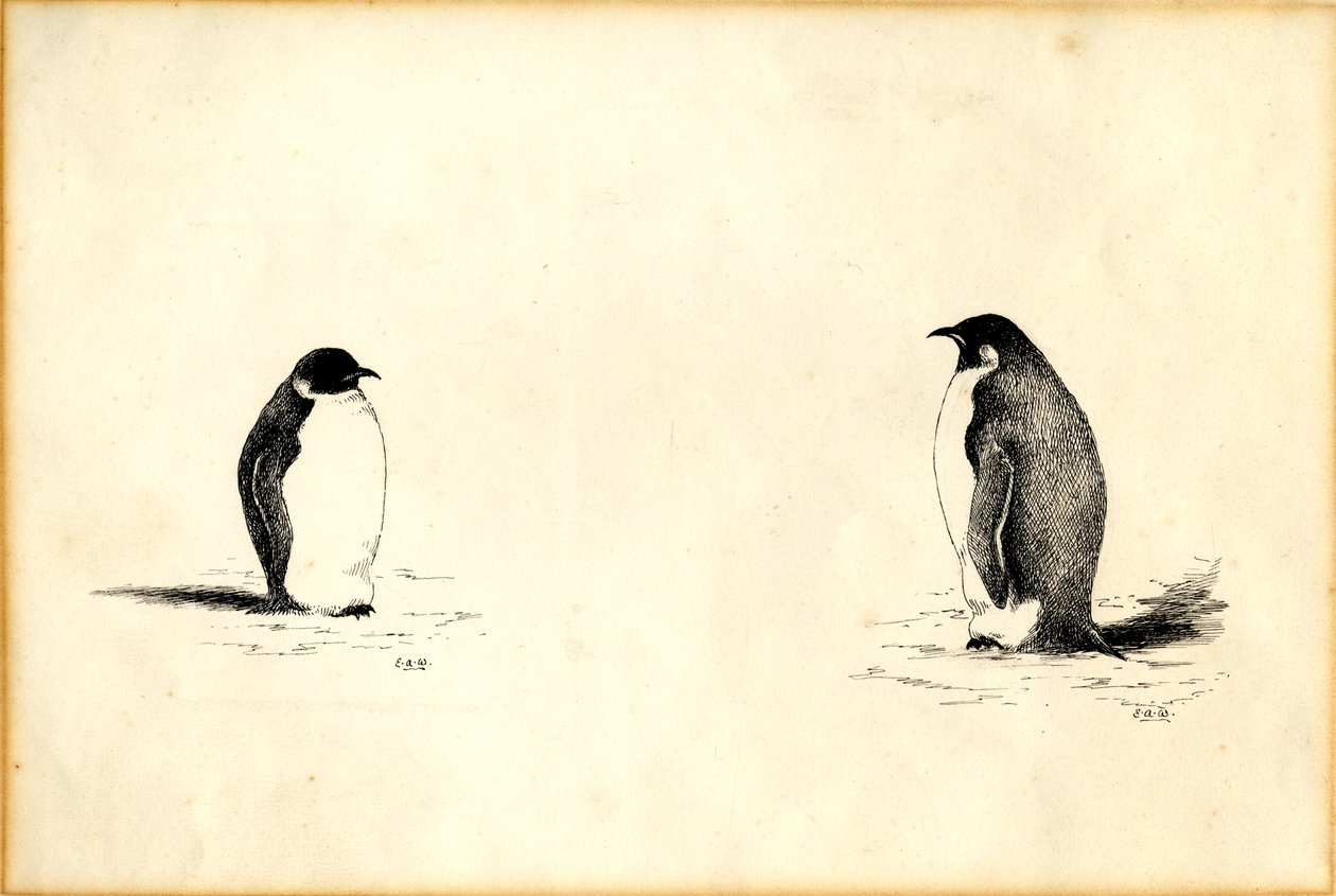 Kaiserpinguine von Edward Adrian Wilson