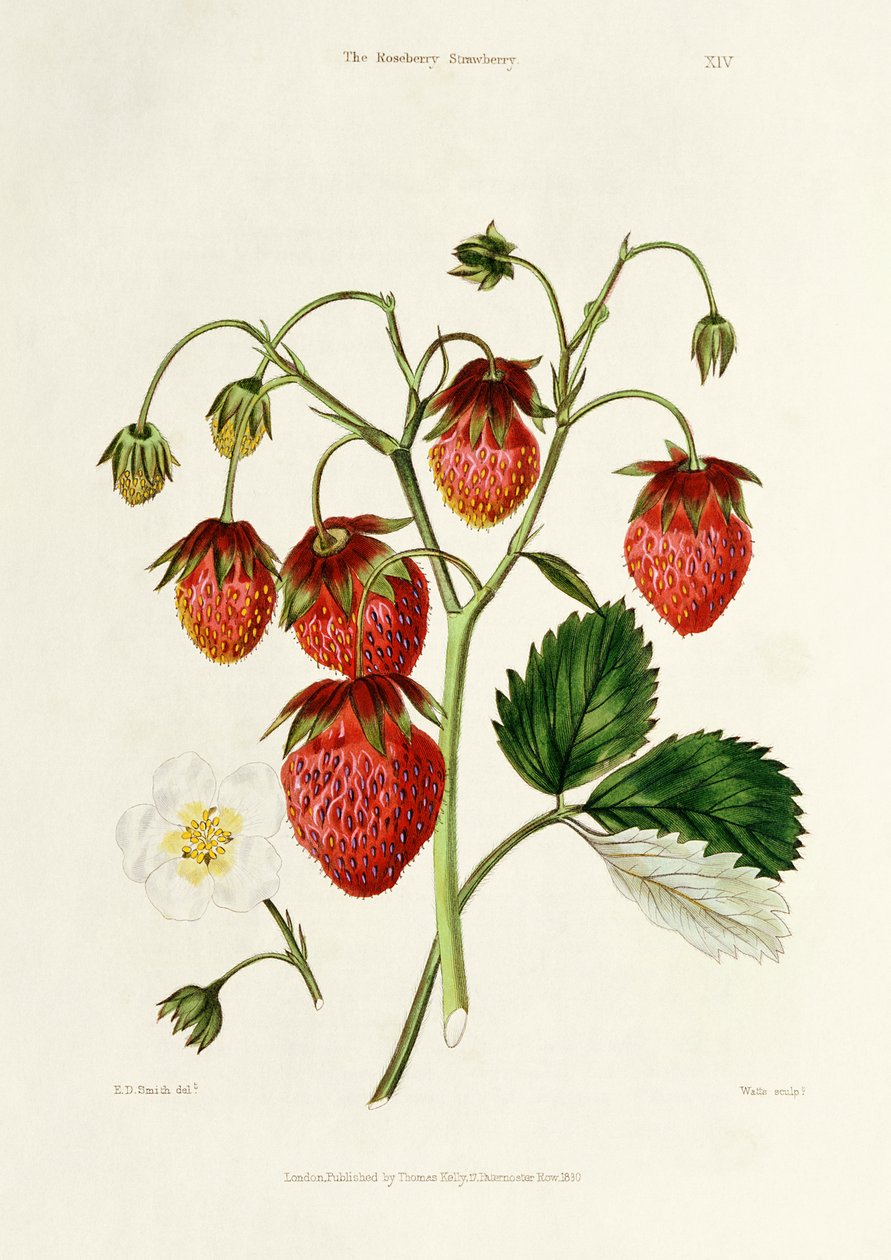 Die Roseberry-Erdbeere, graviert von Watte, veröffentlicht von Thomas Kelly, London 1830 von Edwin Dalton Smith