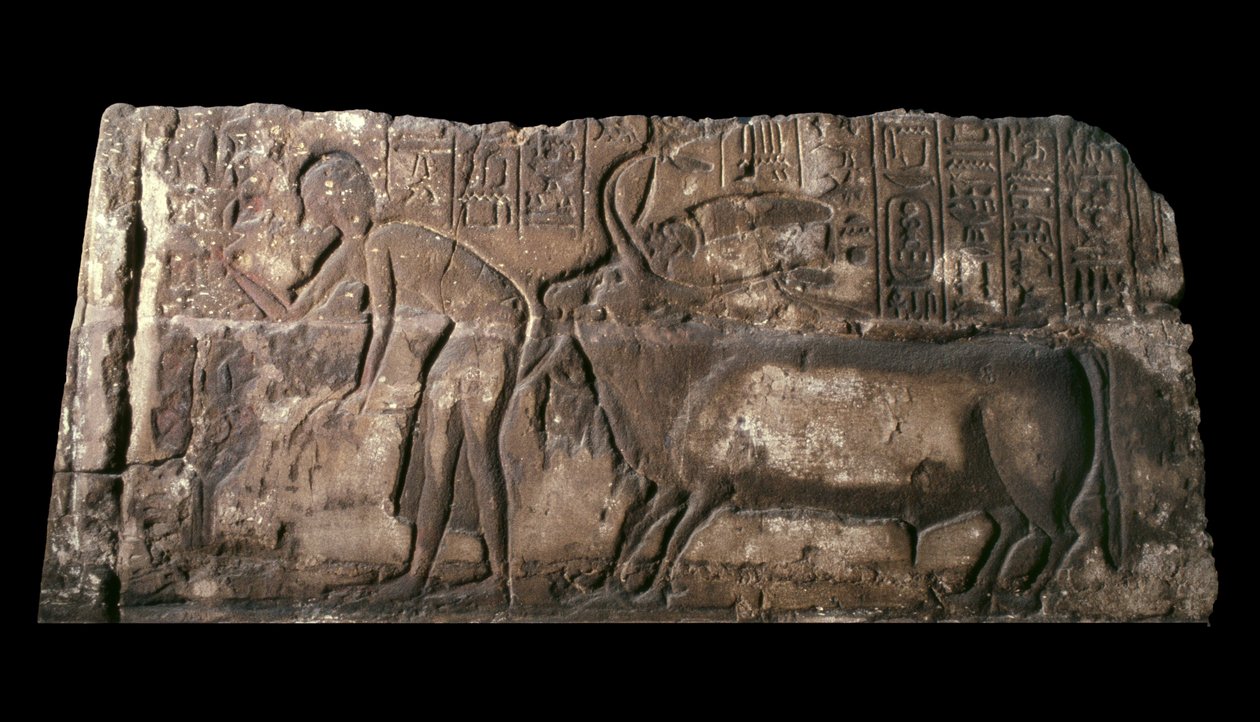 Sandsteinblock, der Satepatenkhay zeigt, wie er einen Opferstier präsentiert, 1333-23 v. Chr. von Egyptian 18th Dynasty