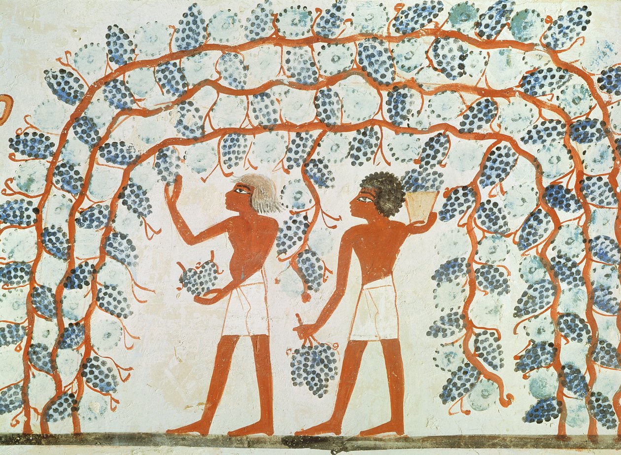 Trauben pflücken, aus dem Grab von Nakht, Neues Reich von Egyptian 18th Dynasty