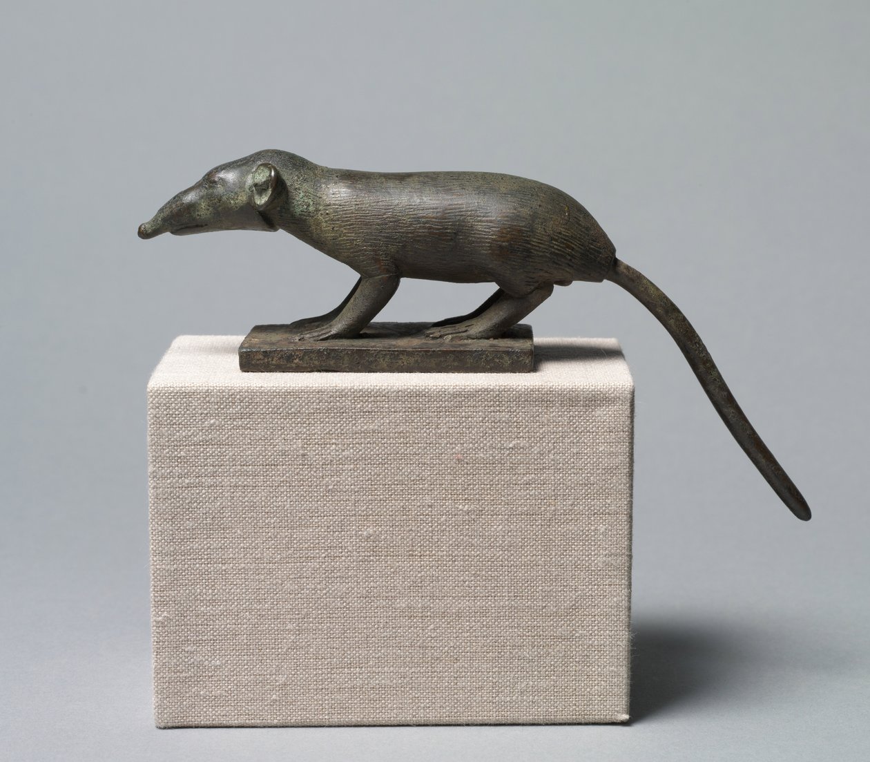 Spitzmaus, 305-30 v. Chr. von Egyptian Ptolemaic Period