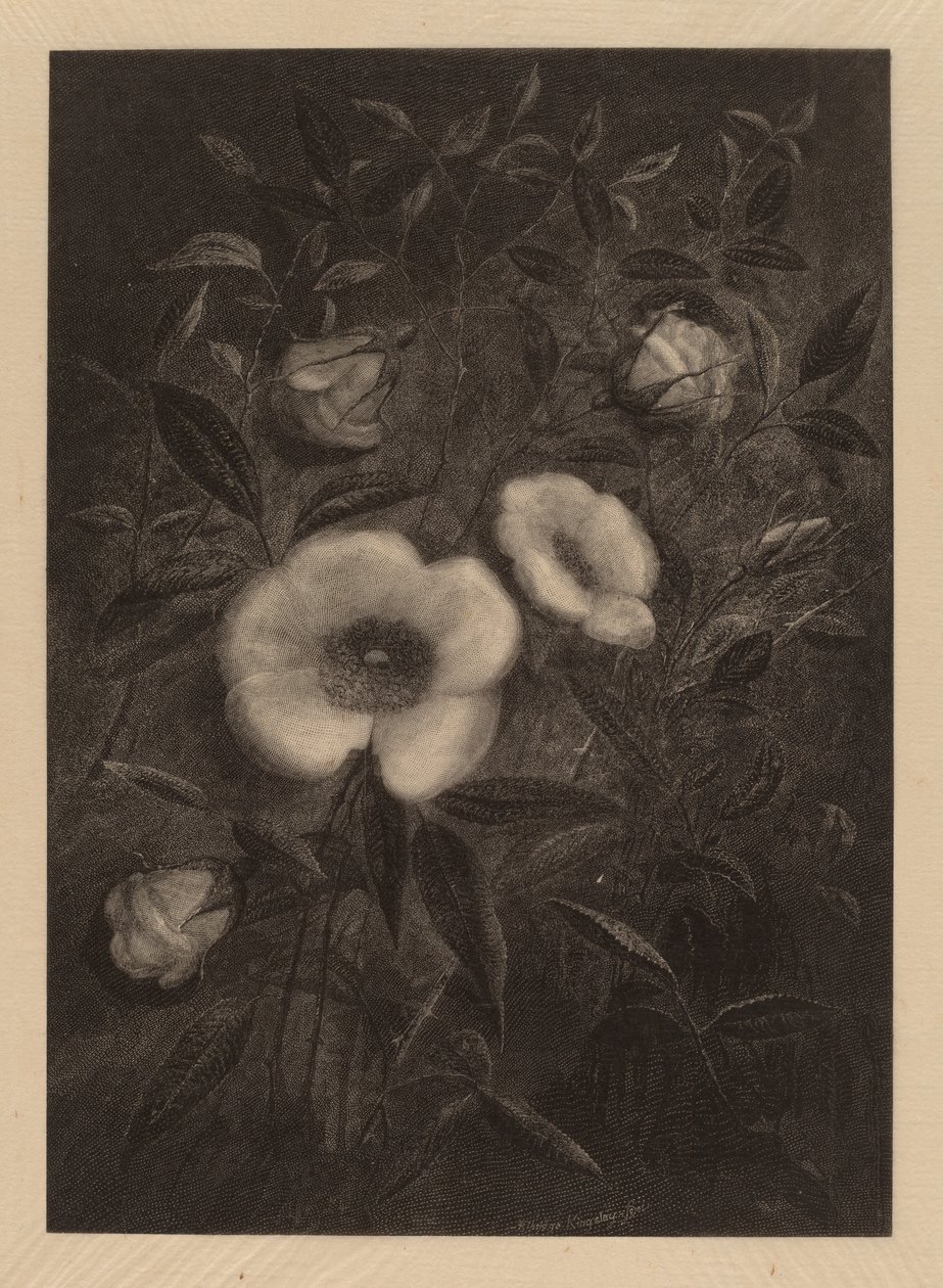 Wilde Rosen von Elbridge Kingsley