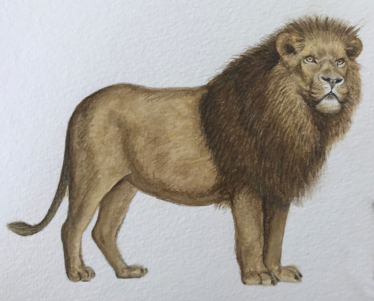 Löwe von Eleanor Grafton