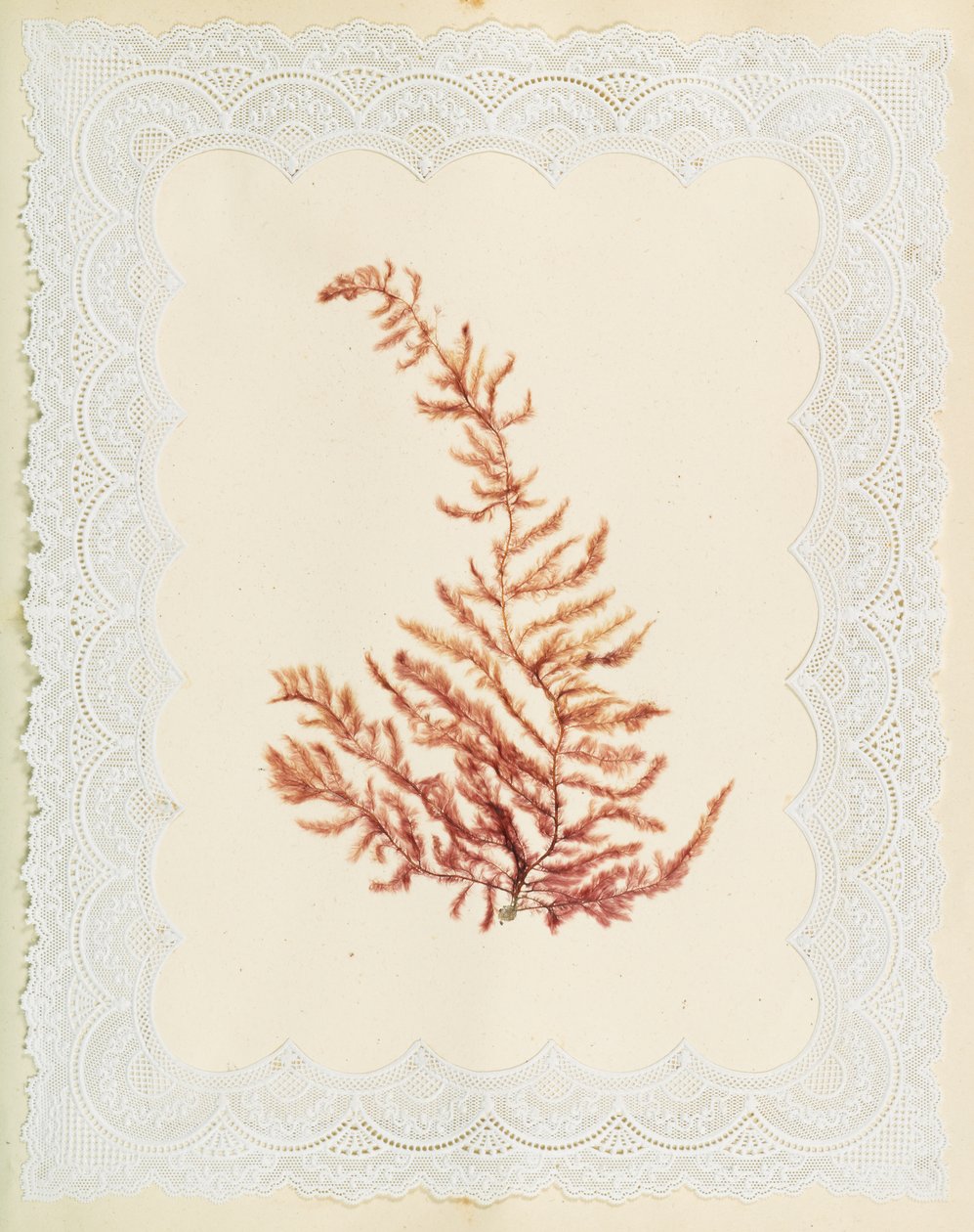 Algen von Eliza A. Jordson