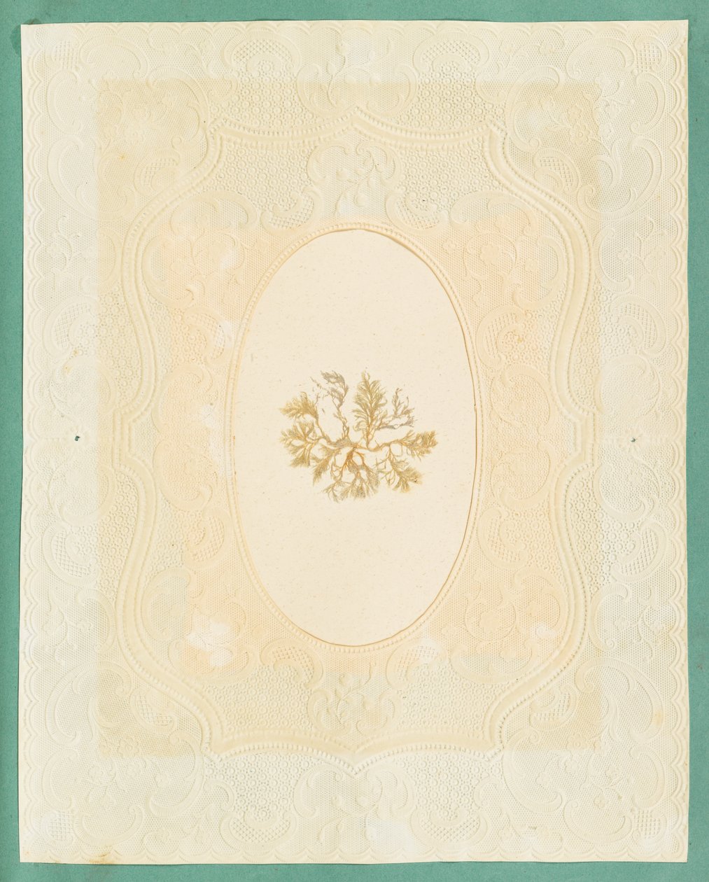 Seetang von Eliza A. Jordson