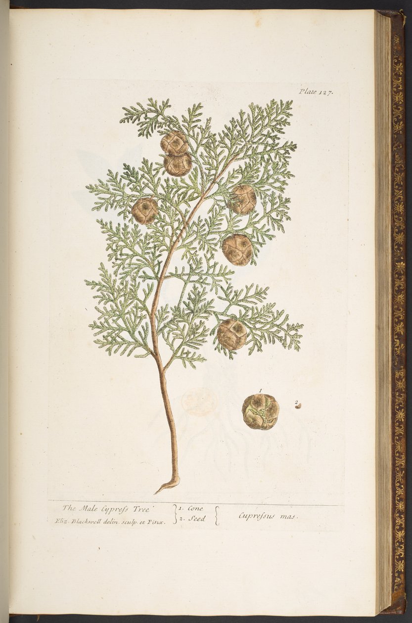 Tafel 127, aus 