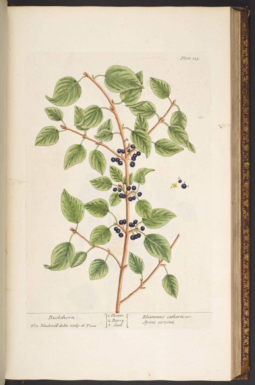 Tafel 135, aus 
