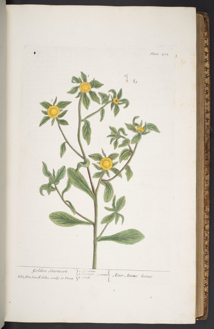 Tafel 272, aus 