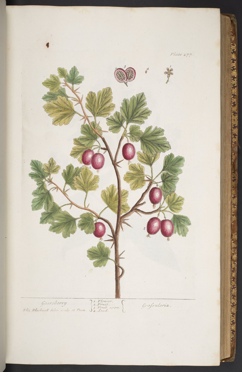 Tafel 277, aus 
