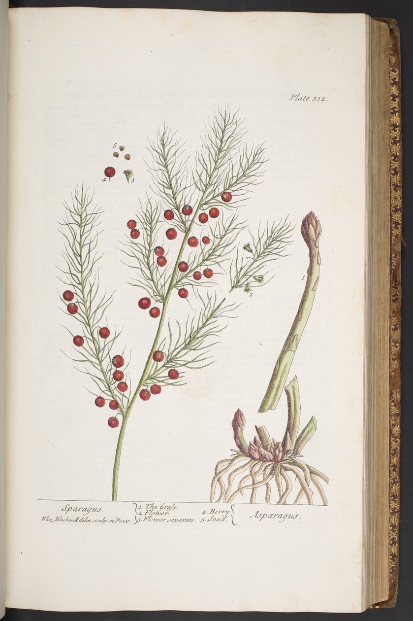 Tafel 332, Spargel, aus 